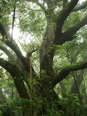 御蔵島の巨樹